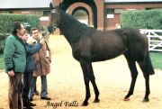 Angel Falls