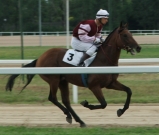 Arábia hercege
