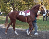 Dollár Maker
