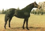 Guarde Royale
