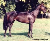 Speedy Champion
